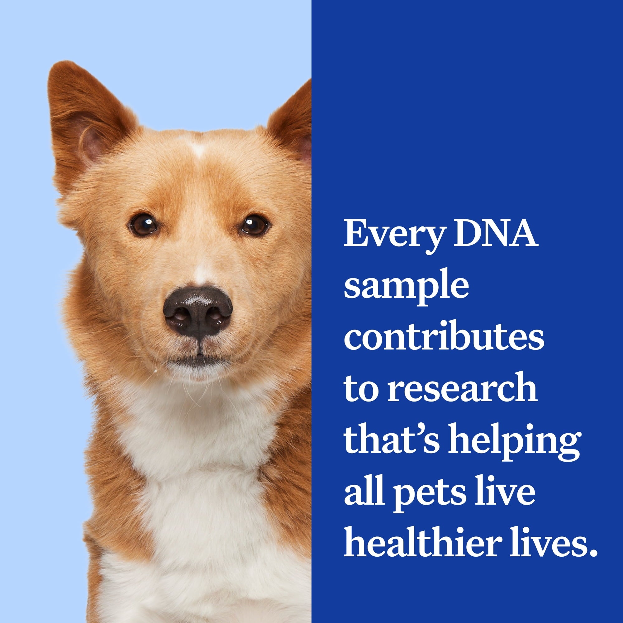 Wisdom Panel Essential, Breed Identification & Health Condition Identification, Dog DNA Test Kit
