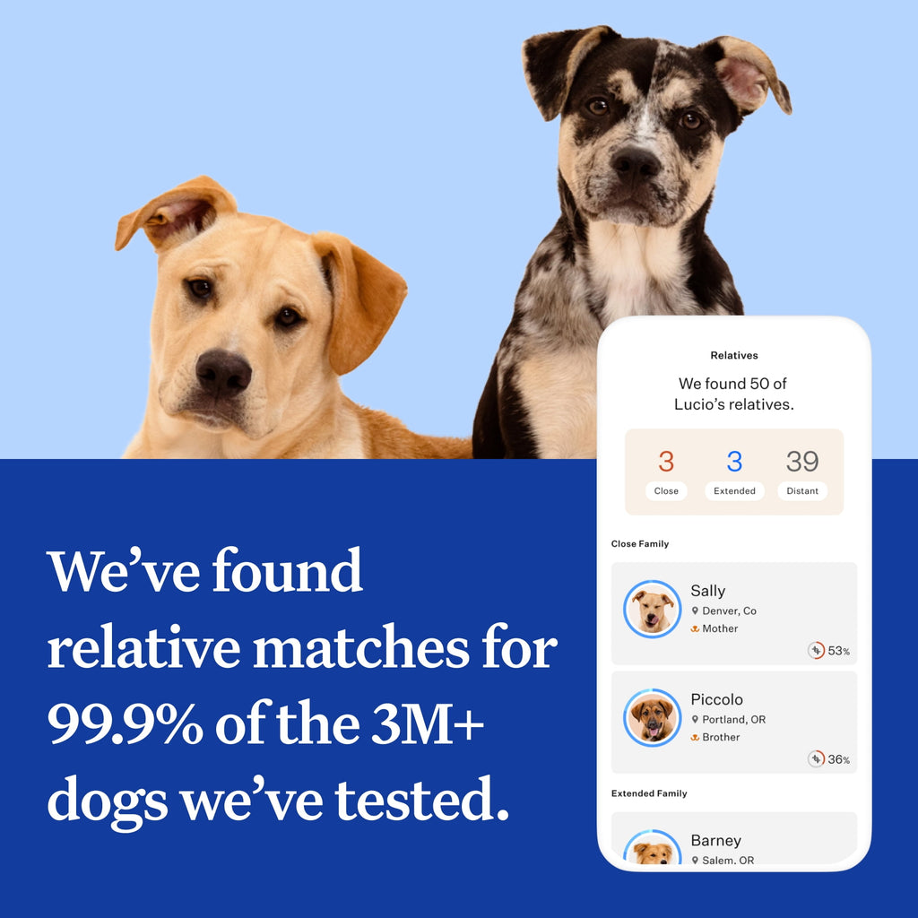 Wisdom Panel Essential, Breed Identification & Health Condition Identification, Dog DNA Test Kit