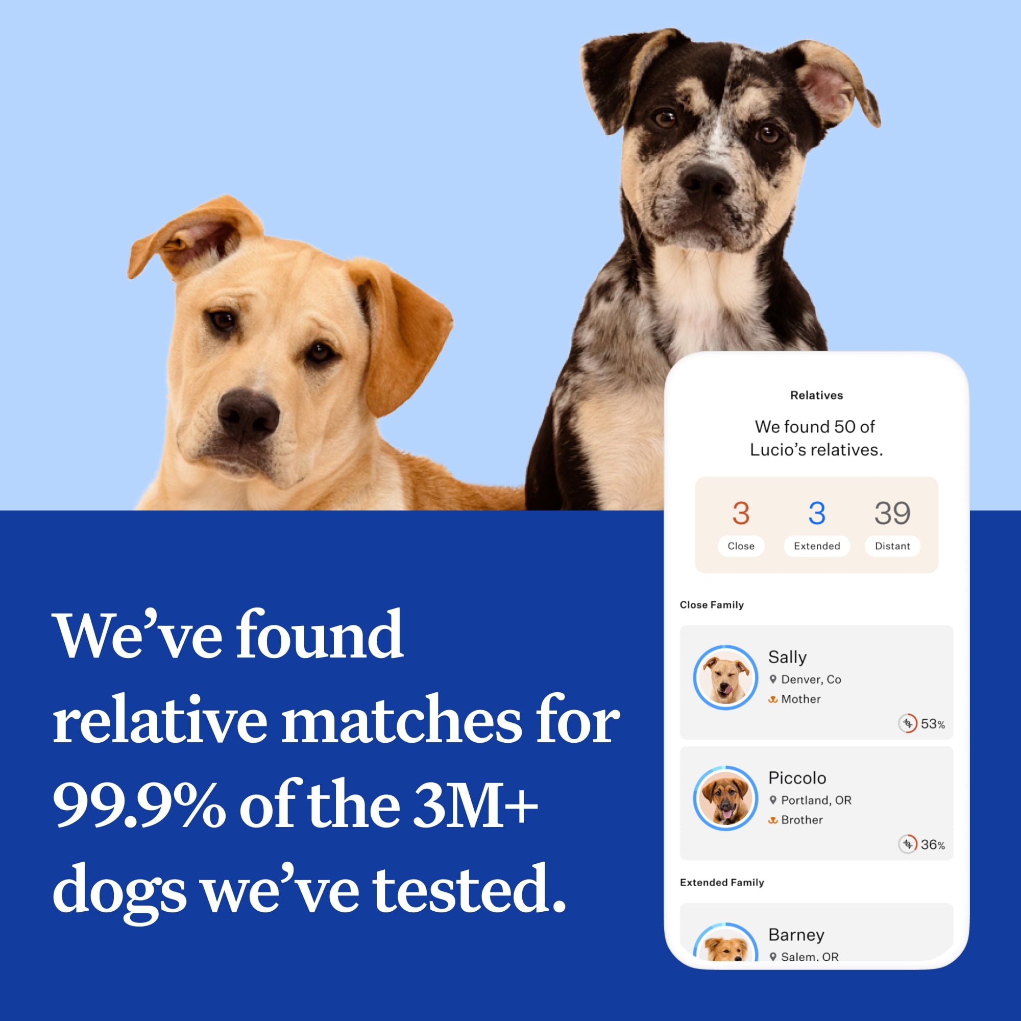 Wisdom Panel Essential, Breed Identification & Health Condition Identification, Dog DNA Test Kit