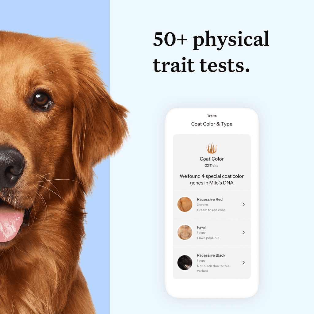 Wisdom Panel Essential, Breed Identification & Health Condition Identification, Dog DNA Test Kit