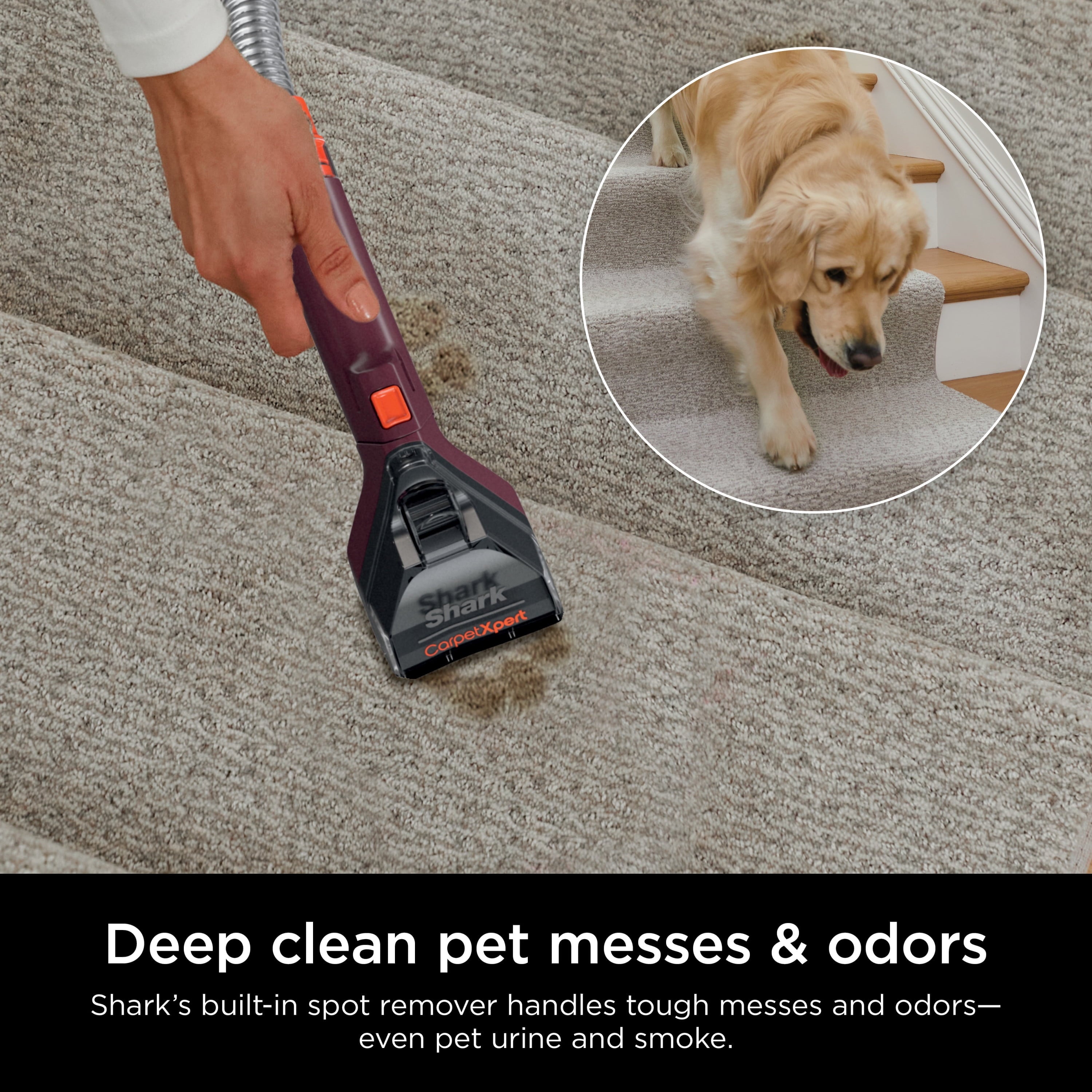 Shark CarpetXpert Upright Carpet & Upholstery Cleaner, Built-In Spot & Stain Eliminator, Carpet Shampooer, EX150, Magenta