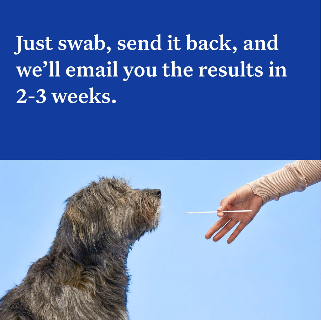 Wisdom Panel Essential, Breed Identification & Health Condition Identification, Dog DNA Test Kit