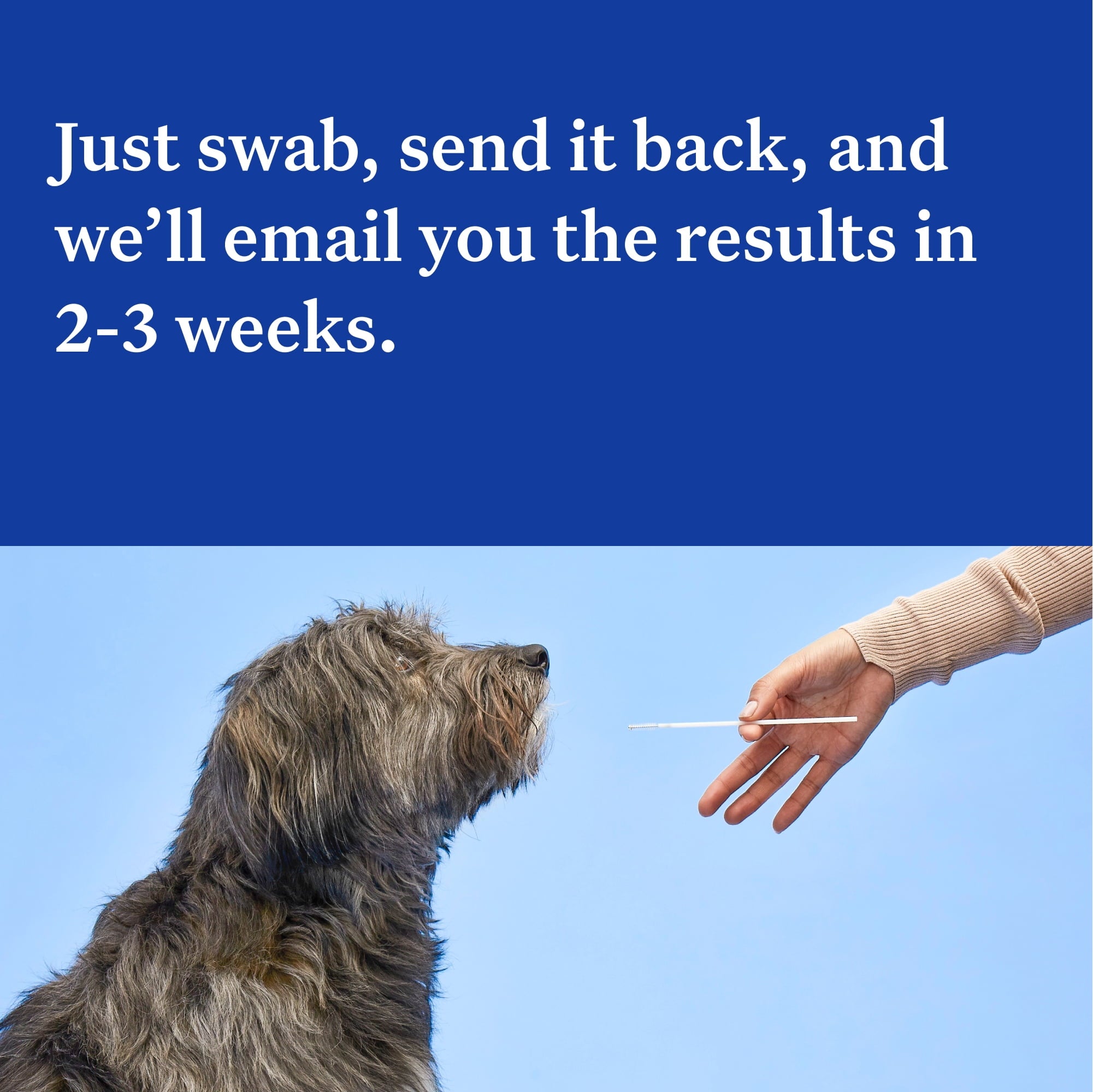 Wisdom Panel Essential, Breed Identification & Health Condition Identification, Dog DNA Test Kit