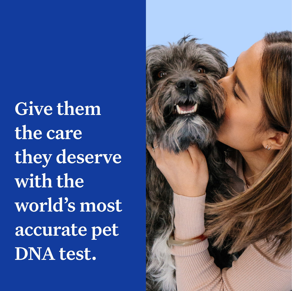 Wisdom Panel Essential, Breed Identification & Health Condition Identification, Dog DNA Test Kit